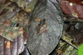 Tiny Frog on Leaf Royalty Free Stock Photo