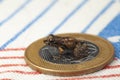 Tiny frog over a coin - scale