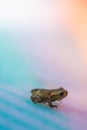 tiny frog with pastel gradient background.. Royalty Free Stock Photo