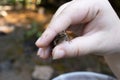 Little frog being held so she cannot jump away