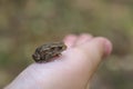 TIny Frog