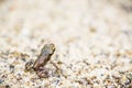 Tiny frog on sand Royalty Free Stock Photo