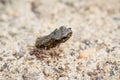 Tiny frog on sand Royalty Free Stock Photo