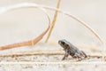 Tiny frog on sand Royalty Free Stock Photo