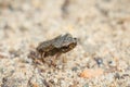 Tiny frog on sand Royalty Free Stock Photo
