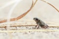 Tiny frog on sand