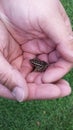 Tiny frog Royalty Free Stock Photo