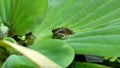 A Tiny Frog Says Hello Royalty Free Stock Photo