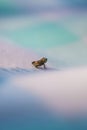 tiny frog on soft pastel gradient surface.. Royalty Free Stock Photo