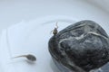 Tiny frog and tadpole Royalty Free Stock Photo