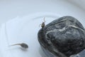 Tiny frog and tadpole