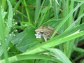 A tiny frog on top of a green leaf Royalty Free Stock Photo