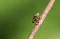 A tiny Froghopper or Spittlebug walking down a twig at the edge of woodland in the UK. Royalty Free Stock Photo