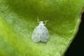 Tiny Fulgorid treehopper, Satara, Maharashtra Royalty Free Stock Photo