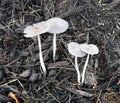 Tiny Fungi Growing in Dampness