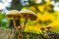 Tiny fungus grows green lawn