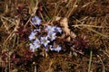 Tiny gentians growing on Muldai View Point