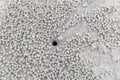 Tiny ghost crab digging the sand balls and crab hole on sandy be