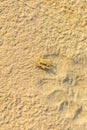 Tiny ghost crab, sand crab, Ocypodinae, Ocypode, White Sand Beac