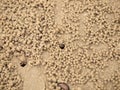 Tiny Ghost Crabs digging holes Royalty Free Stock Photo