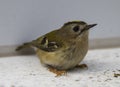 A tiny Goldcrest (Regulus regulus) in a garden in Suffolk Royalty Free Stock Photo