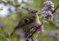 A tiny Goldcrest (Regulus regulus) in a garden in Suffolk Royalty Free Stock Photo