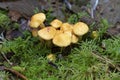 Tiny Golden Mushrooms on the Forest Floor