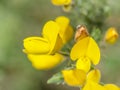 Tiny Gorse weevil, Exapion ulicis, on gorse.