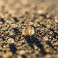 Tiny grains of sand, captured in macro, highlight their translucent and varied textures against a Royalty Free Stock Photo