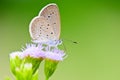 Tiny Grass Blue, Zizula hylax hylax