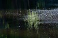 Tiny grass tuft reflecting in a pond