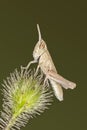A tiny grasshopper