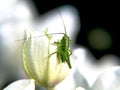 A tiny grasshopper climbing