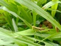 Tiny grasshopper at the grass