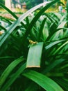 Tiny Grasshopper and the green leaves