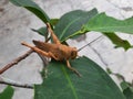 tiny grasshopper on a leaf