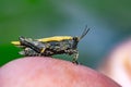 Tiny Grasshopper on my finger