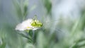 A tiny grasshopper ( Omocestus Viridulus ) Royalty Free Stock Photo