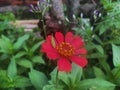 a tiny grasshopper on a red flower