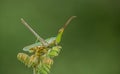 A tiny grasshopper Sitting on a plant camouflage Royalty Free Stock Photo