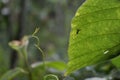 A tiny grasshopper with striped black and green coloration sits on the underside of a leaf Royalty Free Stock Photo