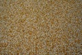 Tiny gravel texture on brown concrete wall. Texture background seamless gravel floor. Soft focus Royalty Free Stock Photo