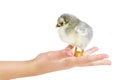 Tiny gray chicken on human palm