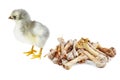 Tiny gray chicken and pile of bones