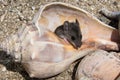 A field mouse, peromyscus maniculatus, hiding in a conch shell.