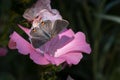 Macro Of Open-winged Gray Hairstreak Butterfly On Pink Bloom