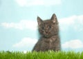 Tiny gray kitten in grass Royalty Free Stock Photo