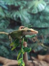 Tiny green anole lizard reptile pet Royalty Free Stock Photo