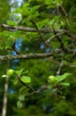 Tiny green apples on tree