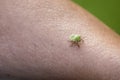 Tiny green bedbug on a female arm Royalty Free Stock Photo